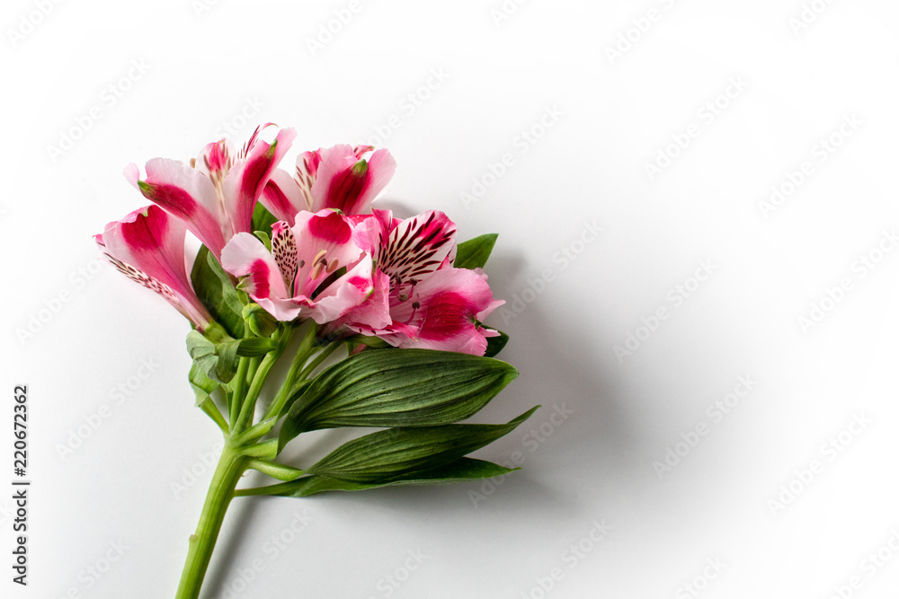 peruvian lily flower flora with leaf on white background