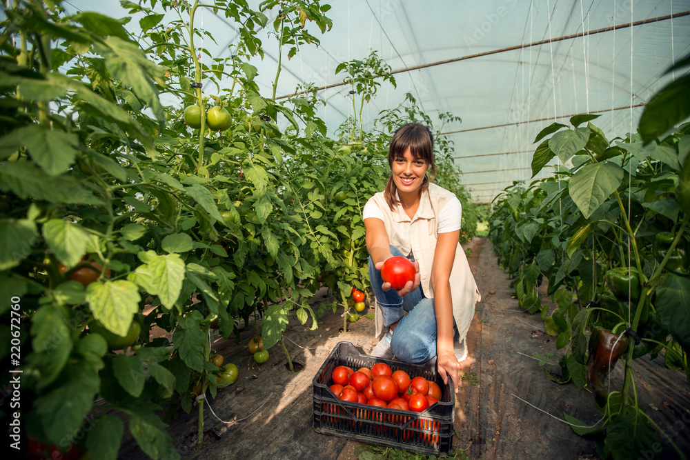 Fototapeta premium Female farmer working in greenhouse