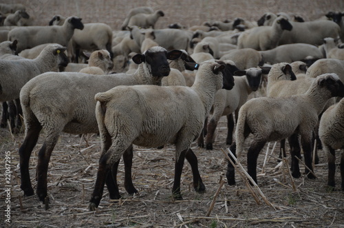 Schafe mit Hütehund und Schäfer in Natur