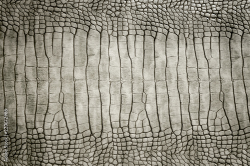 Genuine crocodile skin leather stomach part beautiful and real skin tone abstract texture background.