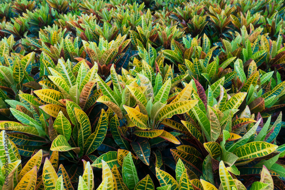 Obraz premium Colorful garden croton leaves background. (Codiaeum variegatum)
