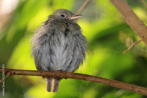 Fotografija Cute round and fluffy puffed up golden-headed manakin female, pipra erythrocepha