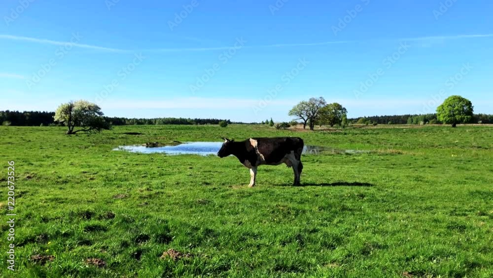 Cow grazing on a meadow at the summer time Cow grazing on a meadow at the summer time
