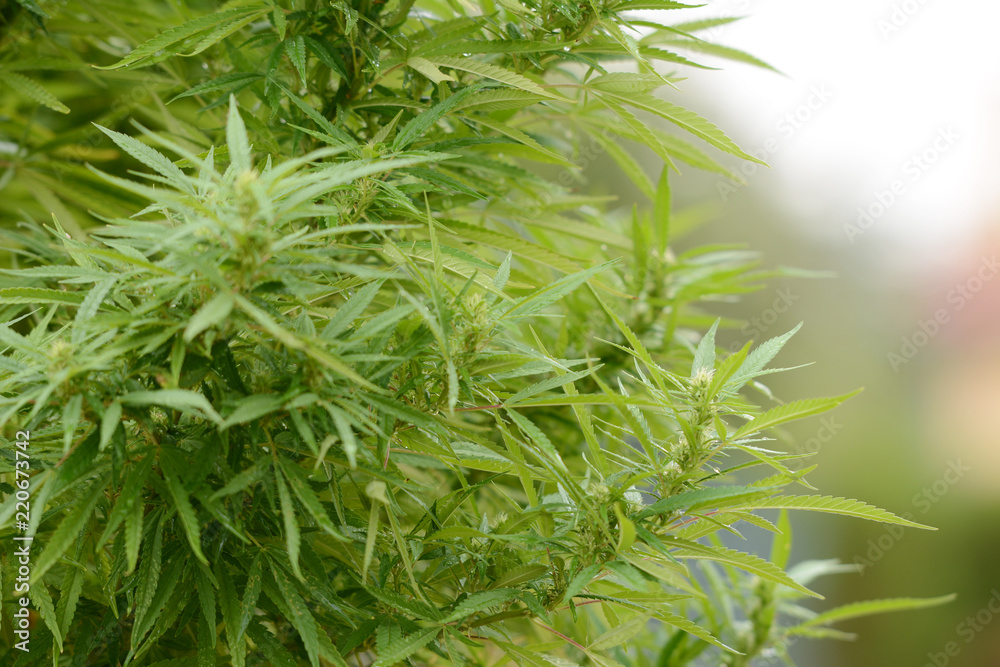 Fototapeta premium Young outdoor medical marijuana plant leaves in autumn.