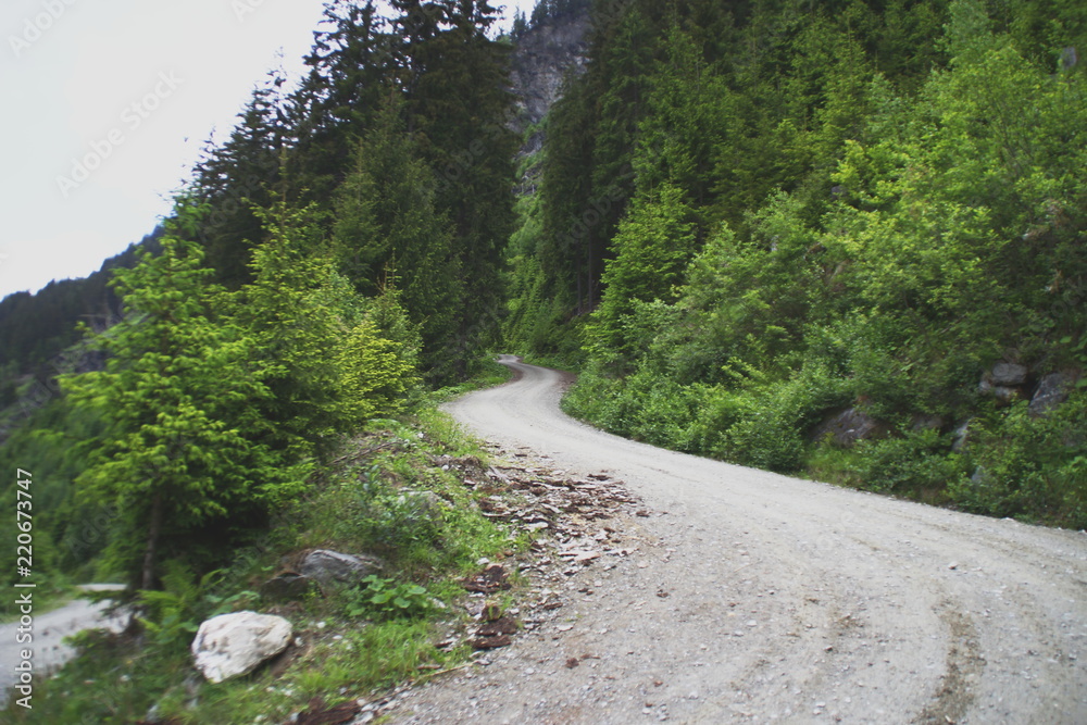 Waldweg Waldweg
