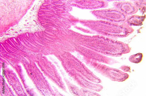 Microscopy photography. Small intestine transversal section. photo
