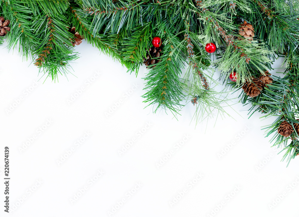 Evergreen Branches on White Stock Photo - Image of white