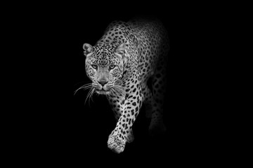 Keuken achterwand Luipaard Luipaard artistieke wildlife illustratie  © Effect of Darkness