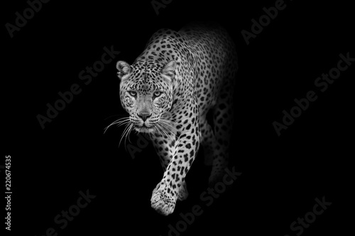 leopard wildlife animal interior art collection photo