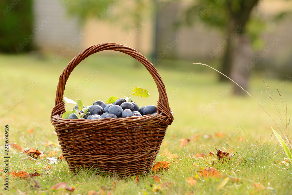 Plum harvest. Plums in a wicker basket on the grass. Harvesting fruit from the garden. Plum harvest. Plums in a wicker basket on the grass. Harvesting fruit from the garden.