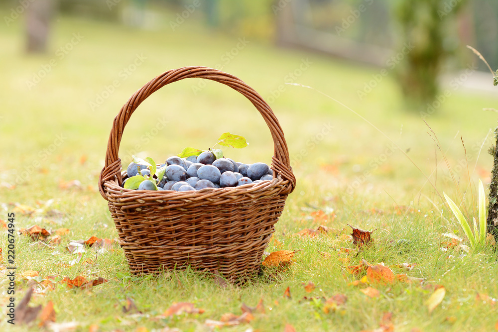 Plum harvest. Plums in a wicker basket on the grass. Harvesting fruit from the garden. Plum harvest. Plums in a wicker basket on the grass. Harvesting fruit from the garden.