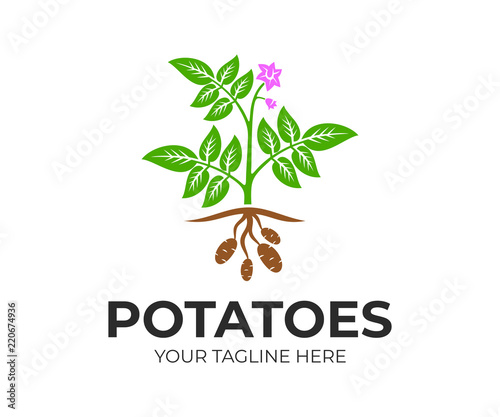 Agricultural plant potatoes with flowers and fruits  logo design. Organic and natural potato plant and food  rustic or farming field with potatoes  vector design and illustration