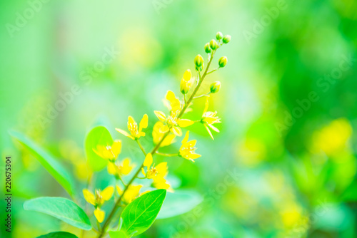 Spring background with blurred yellow flowers