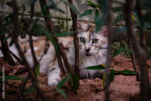 Close up of an adorable small black and white kitten sitting on a wooden floor back ground by green garden in daytime lighting. Blue eyes cat. Cutie cat outdoor park.