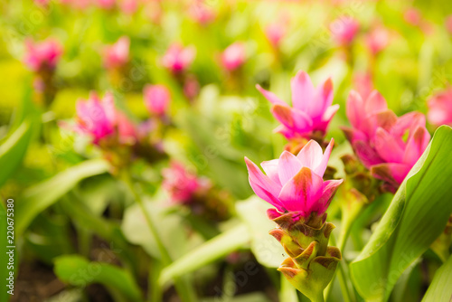 Field of blooming pink flower