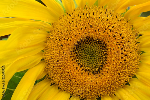 Fototapeta Naklejka Na Ścianę i Meble -  Close-up of a yellow unripe sunflower