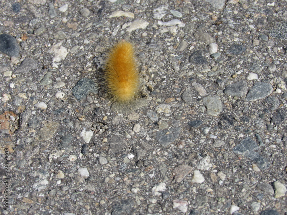An orange yellow woolly bear caterpillar on the road An orange yellow woolly bear caterpillar on the road