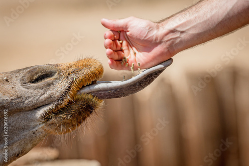 Hand Feeding a Giraffe at Zoo