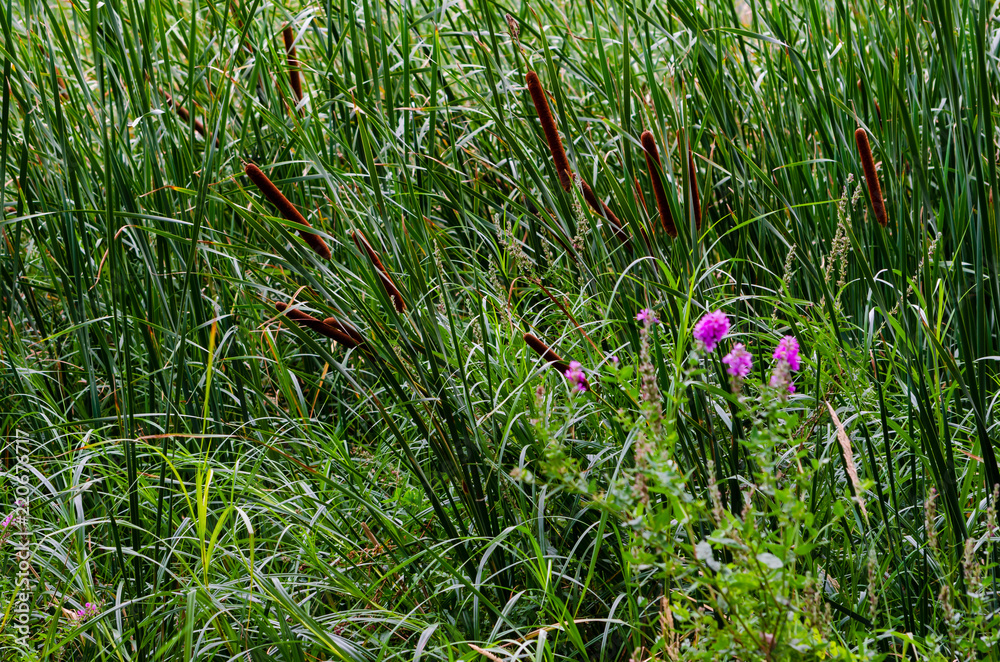 Cattails and reeds in a wetland Cattails and reeds in a wetland