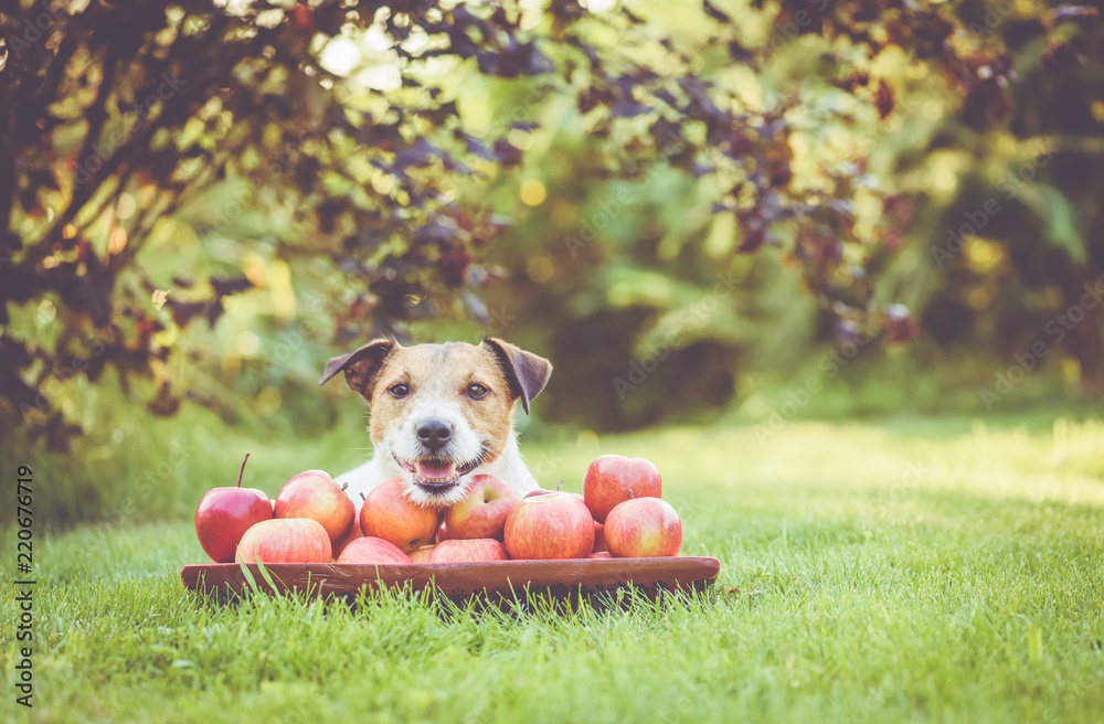Φωτογραφία Happy dog with crop of sweet apples in wooden bowl at orchard