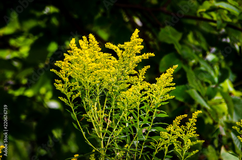Bild auf Leinwand Close-up of Golden Rod weed