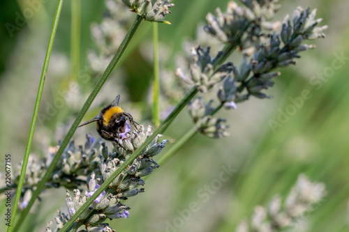 Bumblebees (bombus) collecting nectar pollen from flowering lavender plants in late summer September © Anders93