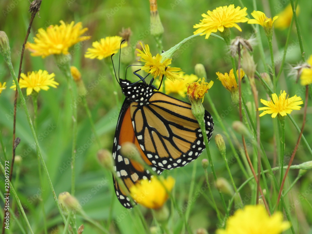 Obraz premium A beautiful monarch butterfly on a dandelion in a field 