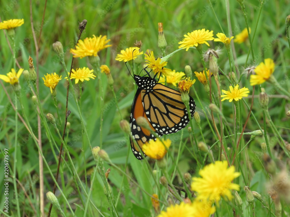 A beautiful monarch butterfly on a dandelion in a field A beautiful monarch butterfly on a dandelion in a field