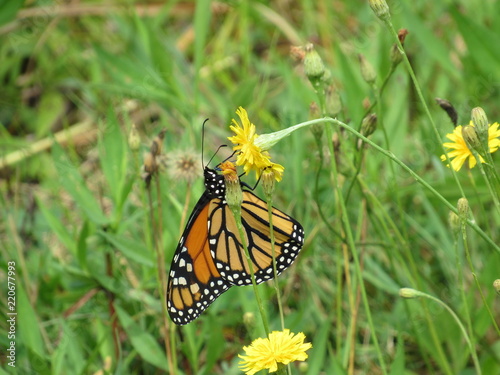 A beautiful monarch butterfly on a dandelion in a field  © Isabel
