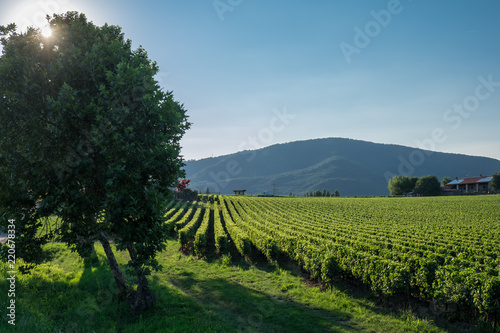 Le viti della Franciacorta