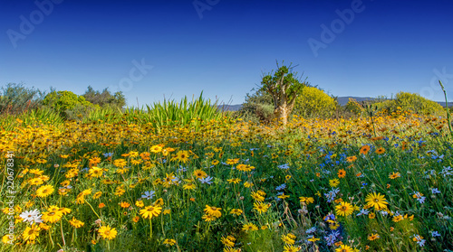 African Spring Flowers