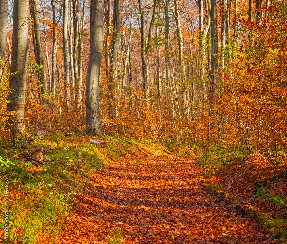Fototapeta premium Pathway in the forest in autumn