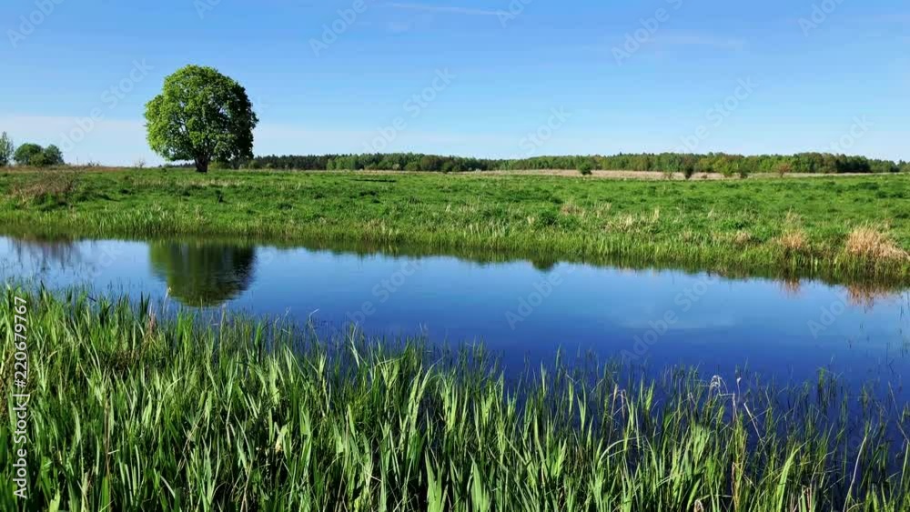 Peaceful summer landscape with green tree near a pond Peaceful summer landscape with green tree near a pond