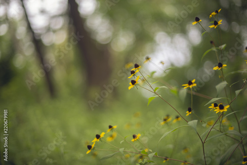 Yellow sunflowers in the morning on the edge of the woods photo