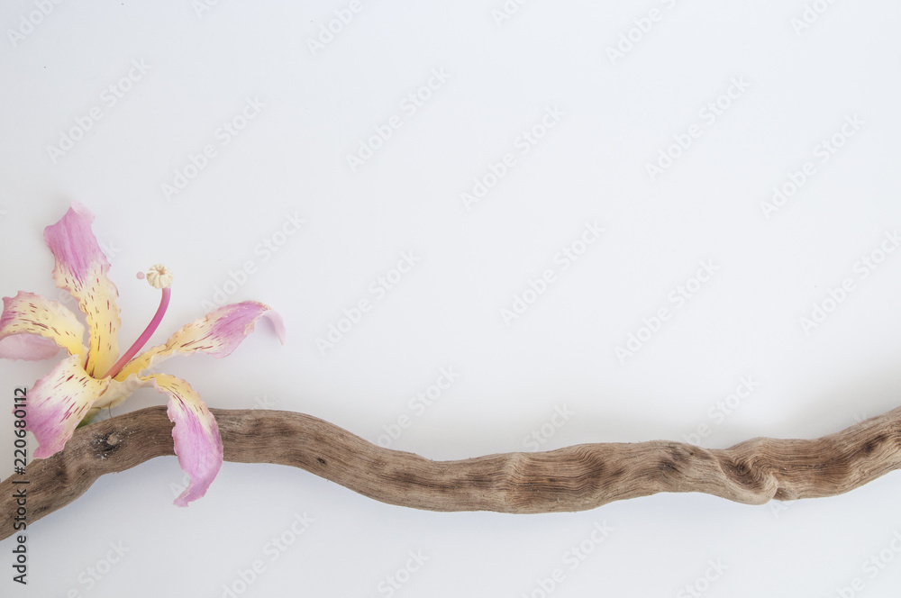 Fototapeta premium living flower and dead tree
