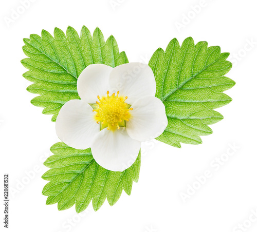 Flower and leaf of strawberry