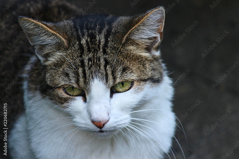 Katze mit traurigem Blick
