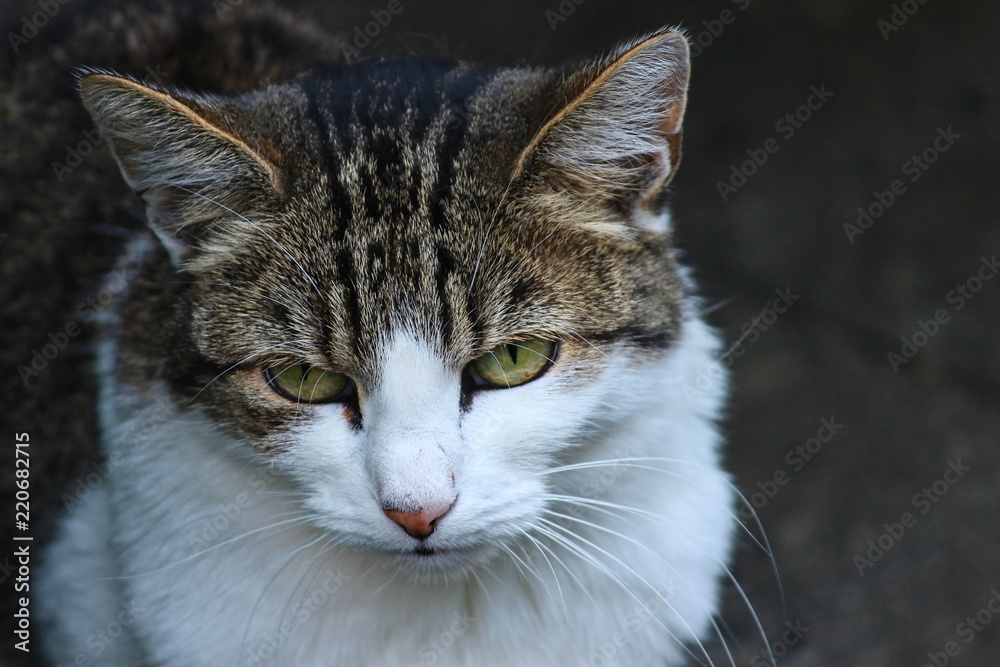 Katze mit traurigem Blick Katze mit traurigem Blick