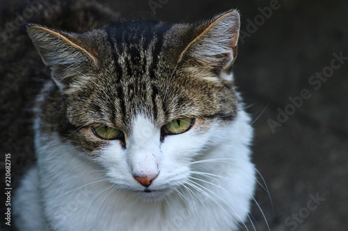 Katze mit traurigem Blick © Manfred Richter