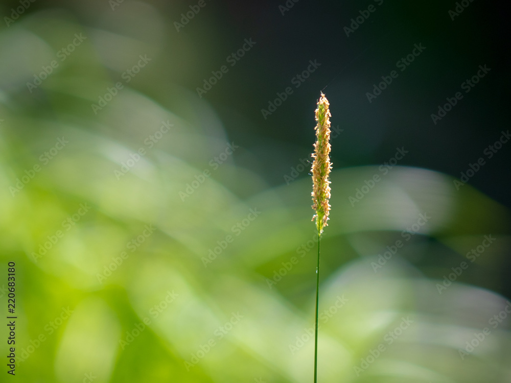 Gras