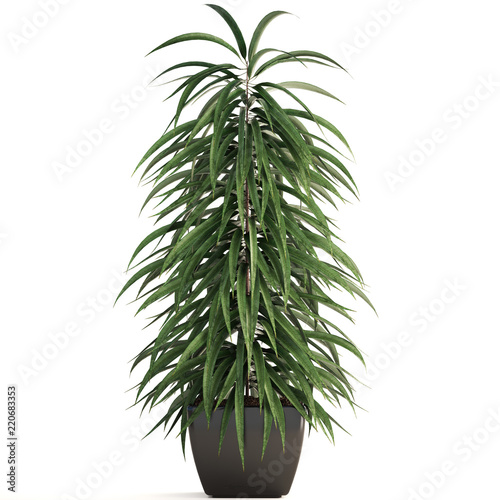 Ficus Alii tree in pot	