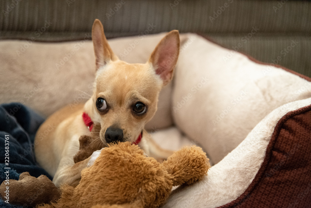 chihuahua chihuahua