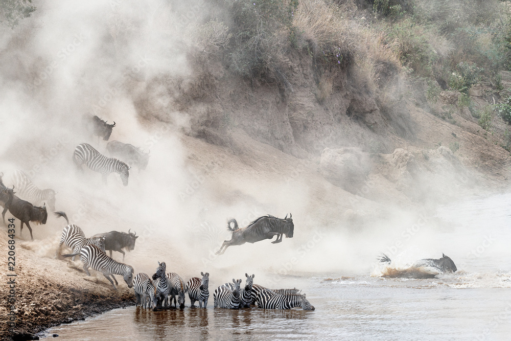 Wildebeest and Zebra Mara River Crossing - obrazy, fototapety, plakaty 