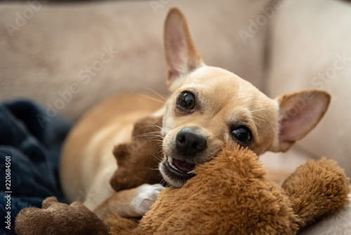 chihuahua chewing on toy