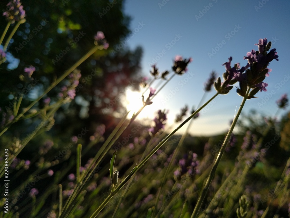 Obraz premium Lavanda al atardecer 