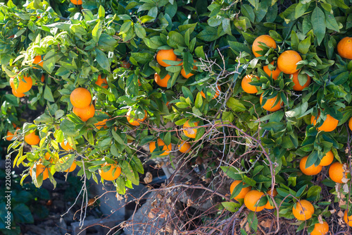 Orange tree with ripe oranges in Costitx, Mallorca, Spain photo