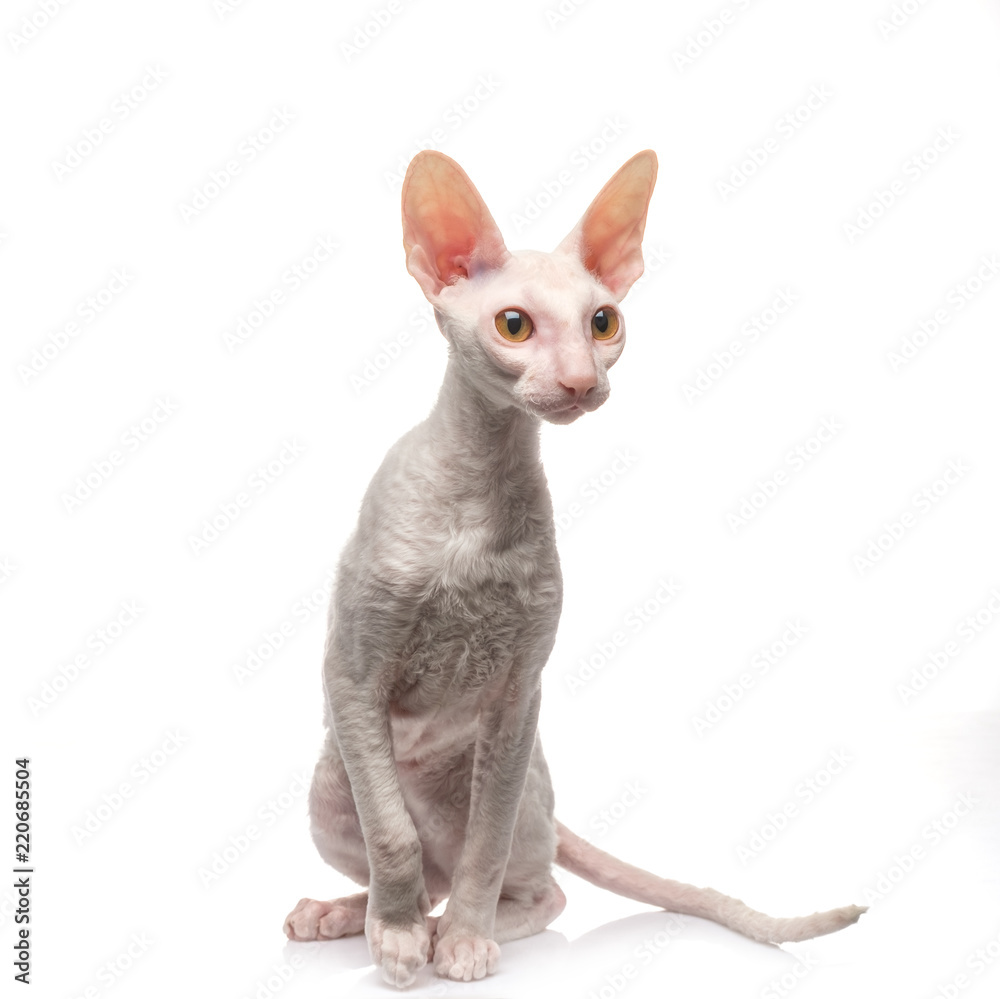 Thoroughbred White Cornish Rex Cat on white background