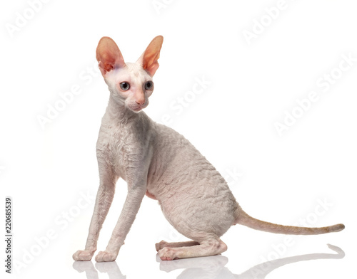 Принти на полотні Thoroughbred White Cornish Rex Cat on white background