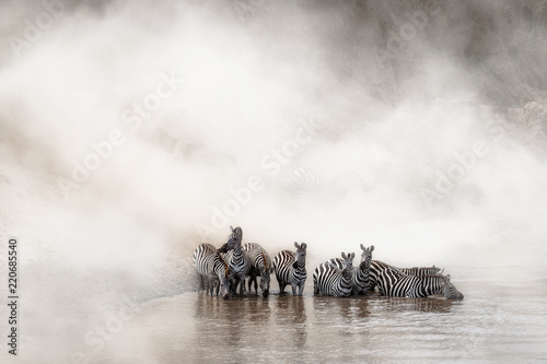 Zebra Drinking in the Mara