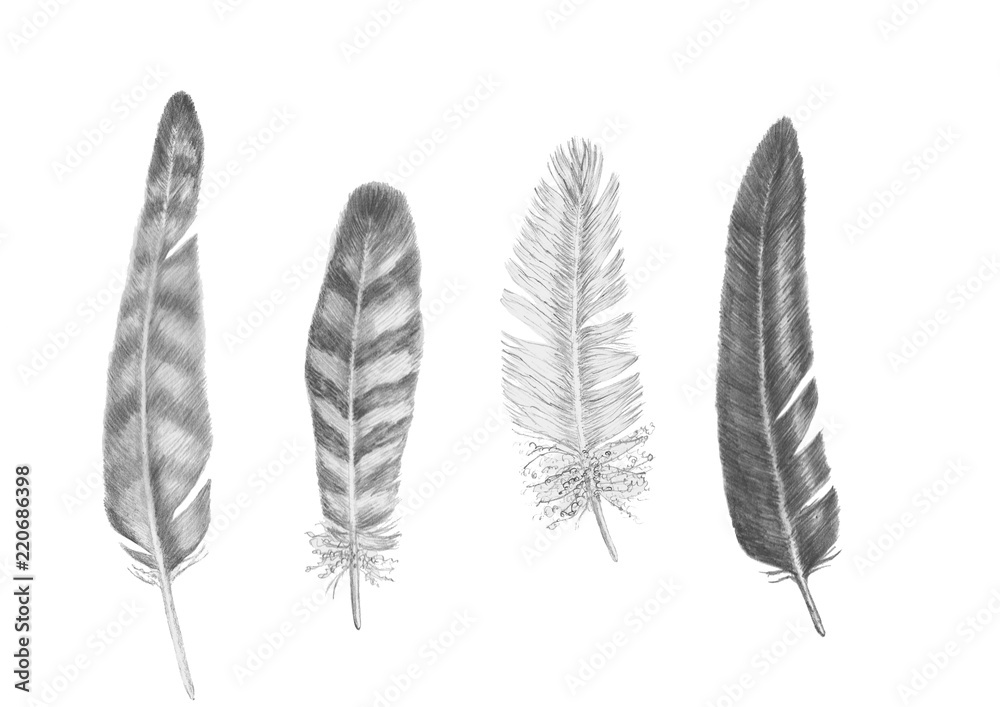 Bird Feather. Quill. Pencil Drawing. Stock Illustration - Illustration of  sketch, pencil: 110049359